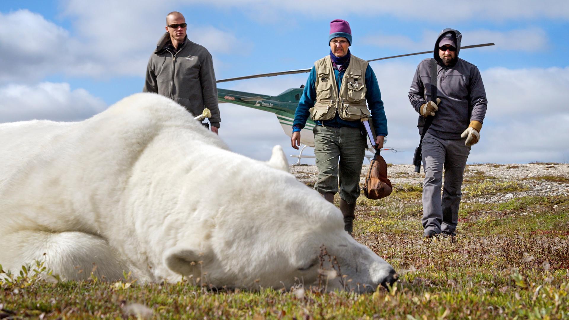 Still from Living with Predators (Conservation)