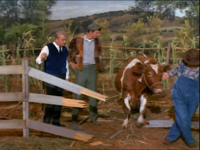 Still from The Cow Killer