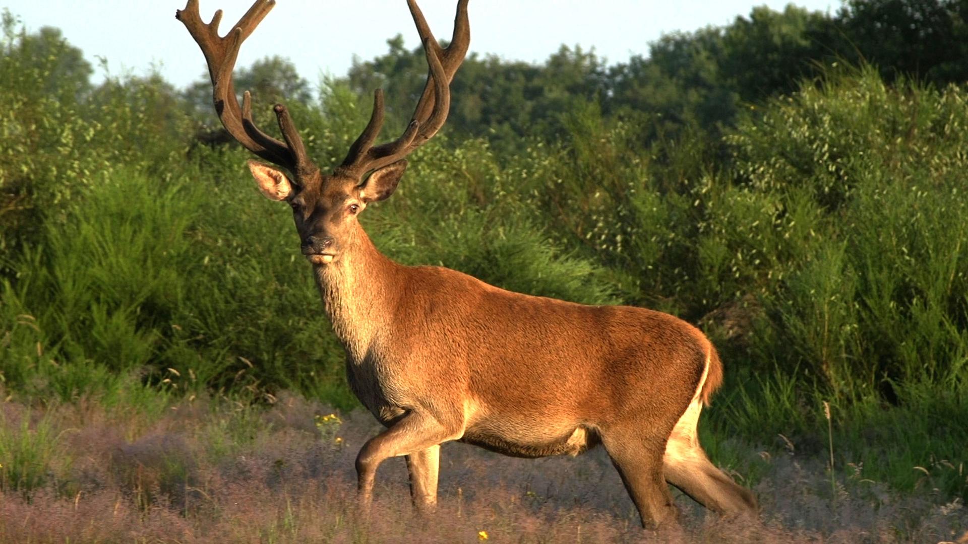 Still from Wild France