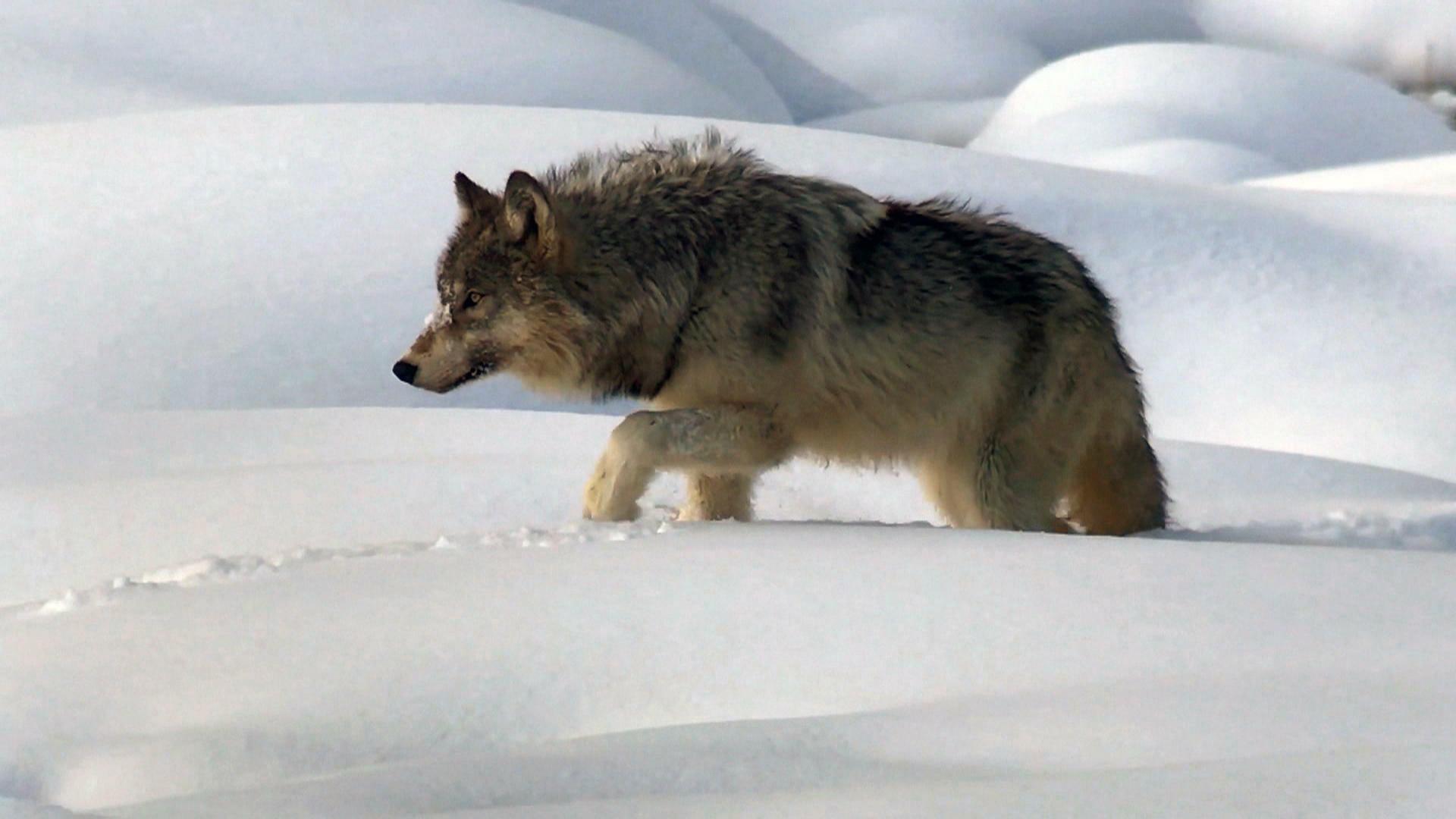 Still from 1/30/2022: A 60 Minutes Wildlife Tour