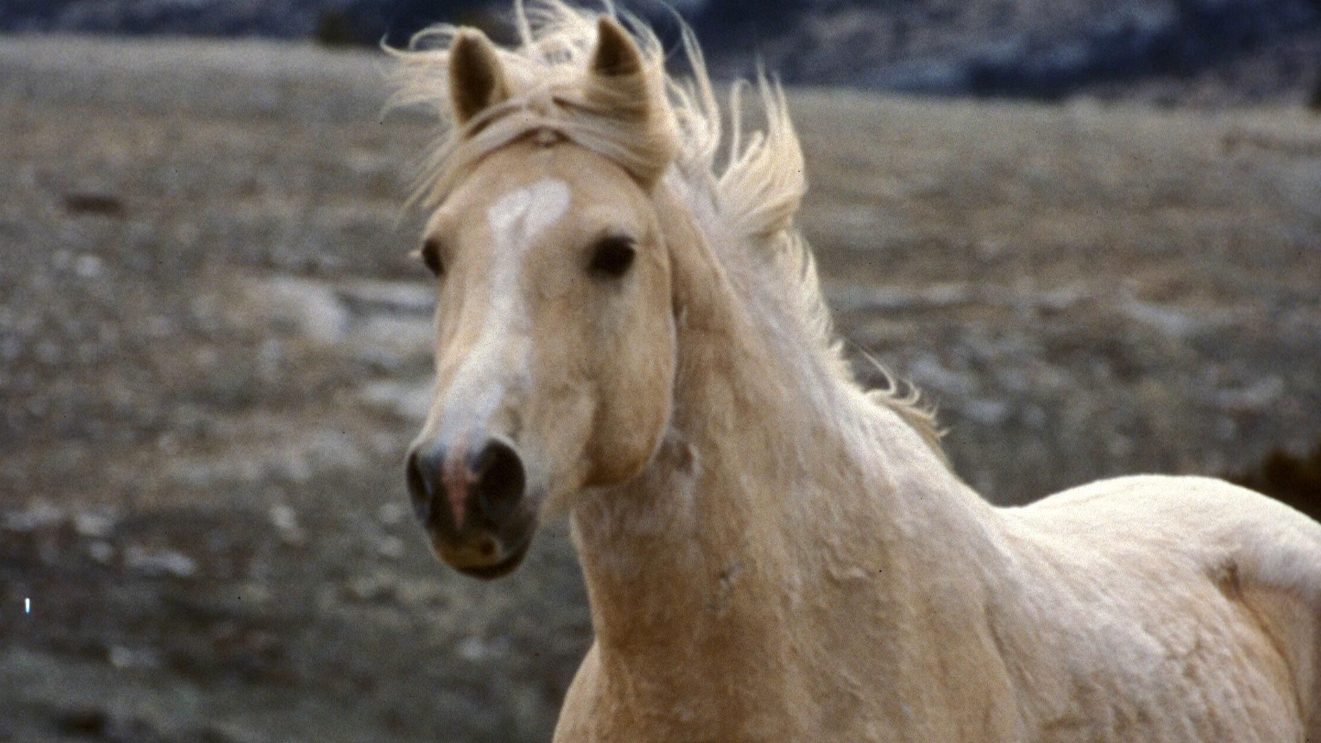 Still from Cloud: Challenge of the Stallions