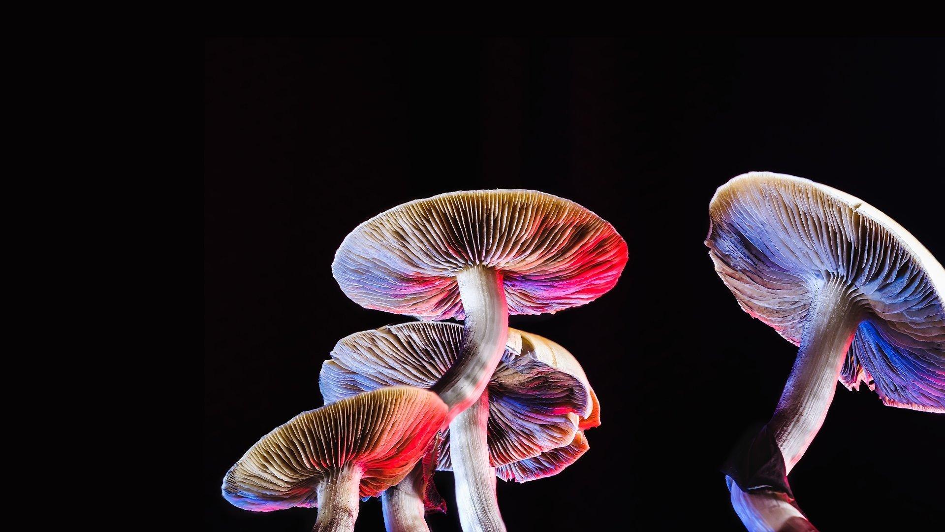 Still from Can Psychedelics Cure?