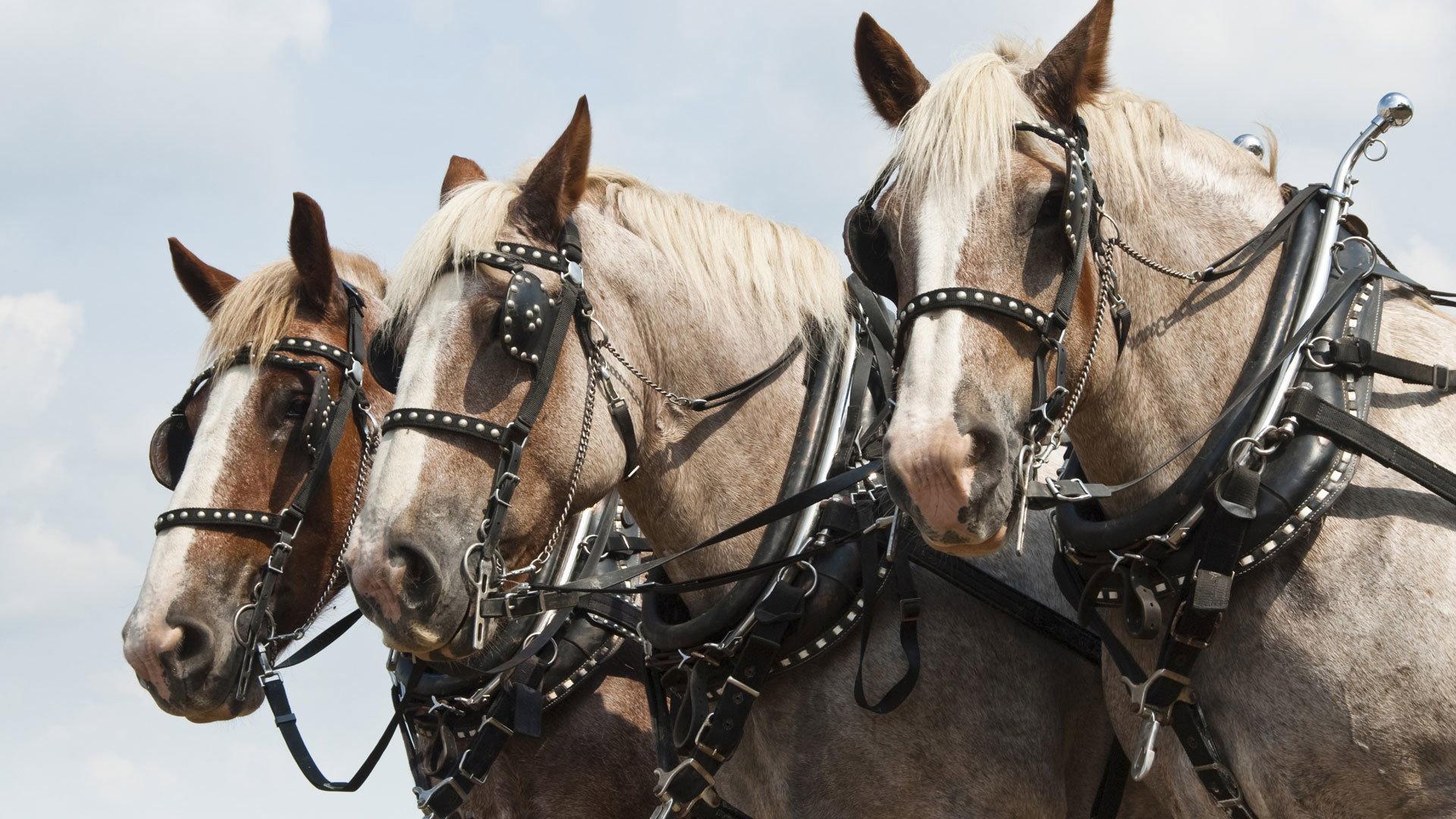 Still from Horses