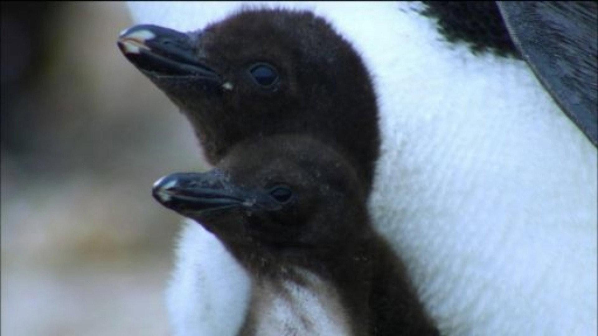Still from Penguins: Spy in the Huddle: First Steps