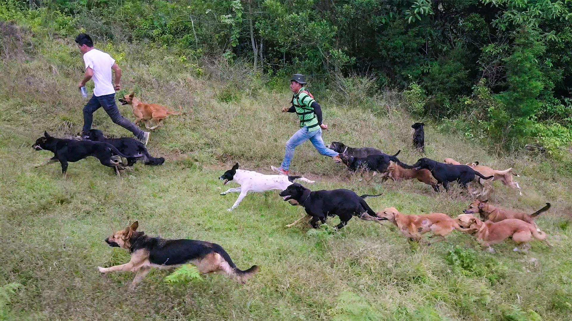 Still from Territorio De Zaguates
