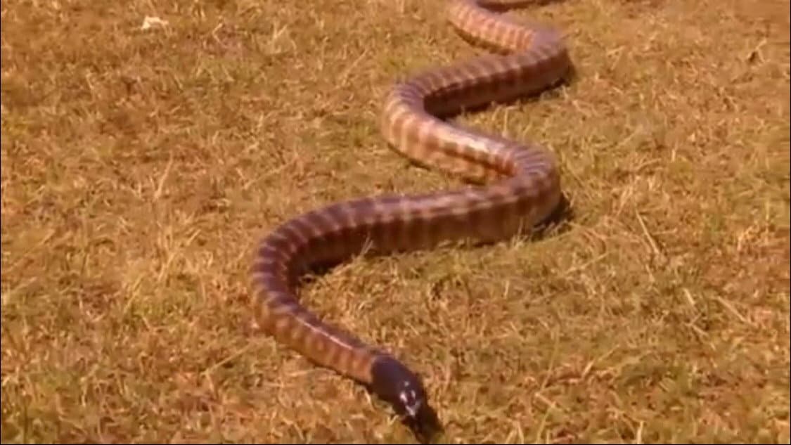Still from G'day Mate