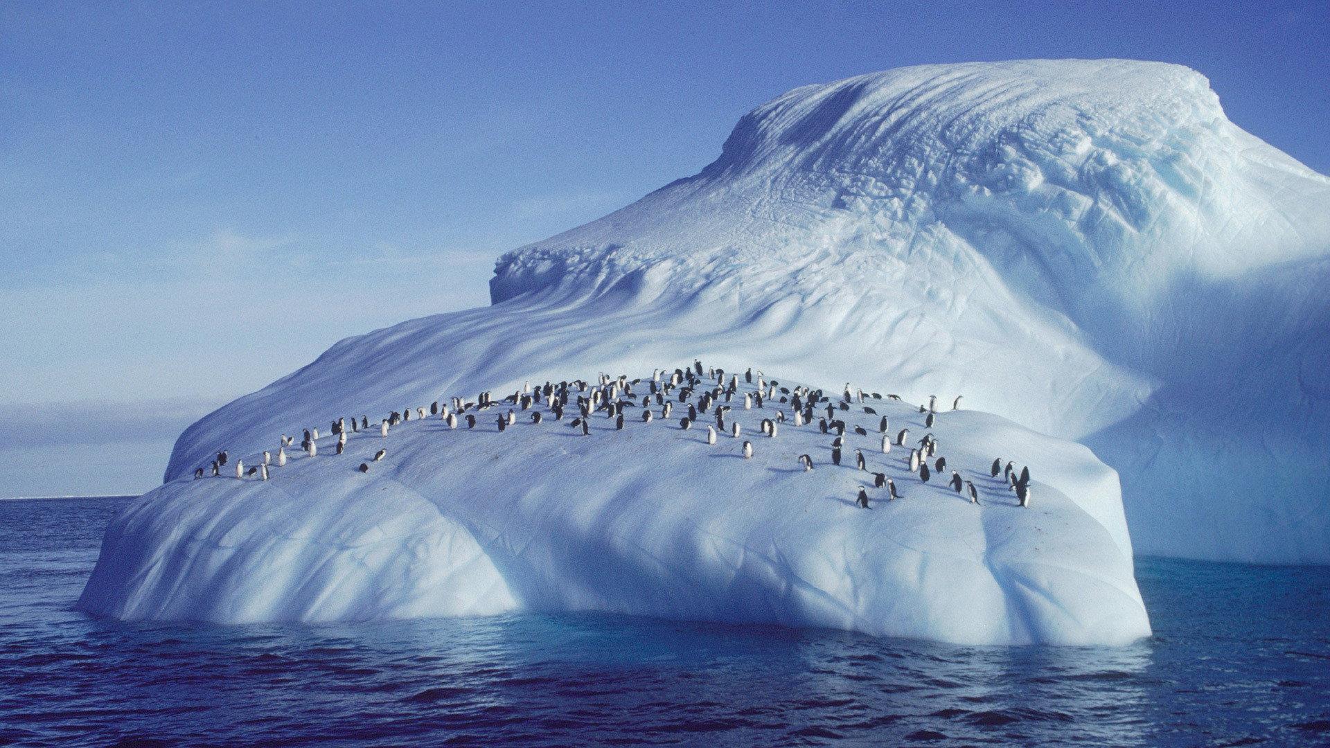 Still from Penguins of the Antarctic