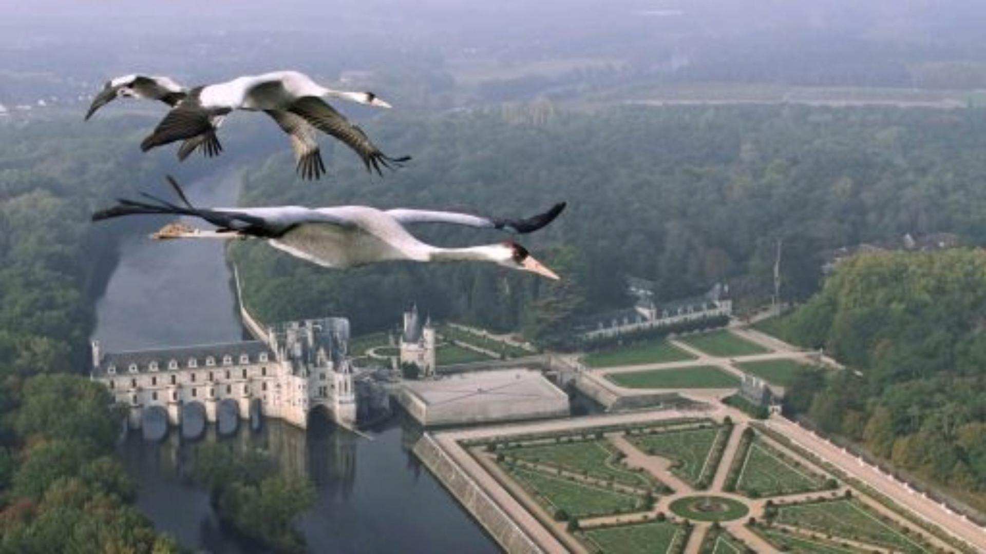 Still from Earthflight: Europe
