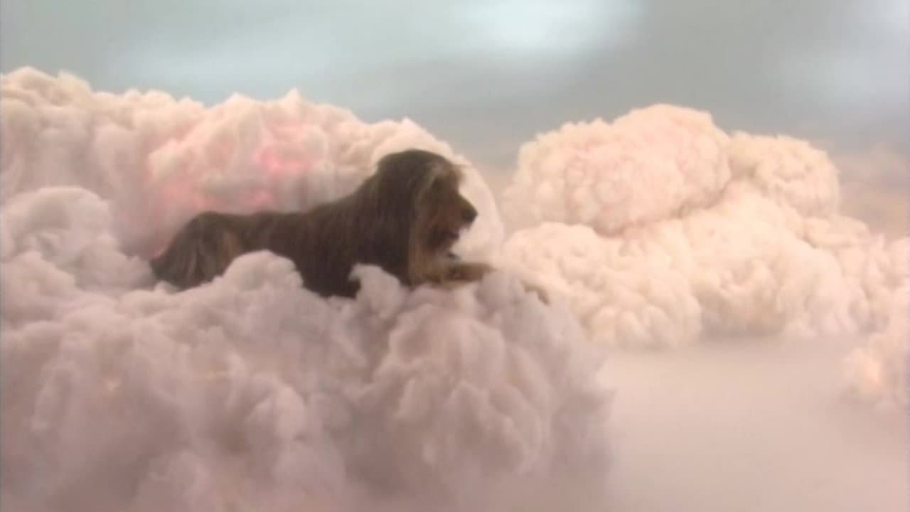 Still from Requiem for a Dead Briard