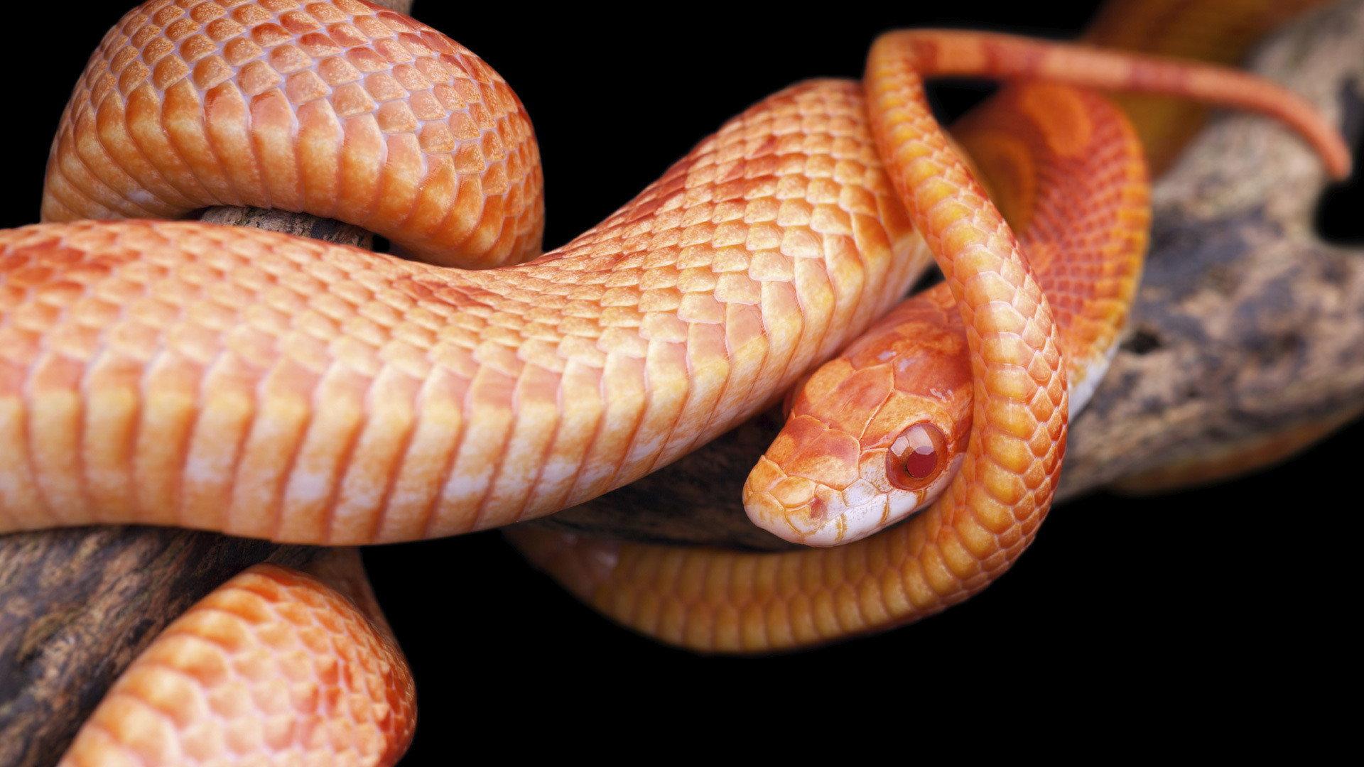 Still from The Reptiles: Snakes