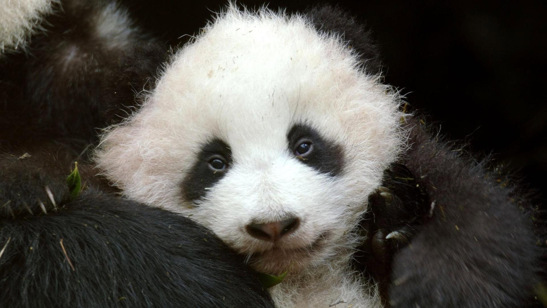 Still from Pandas: Born To Be Wild