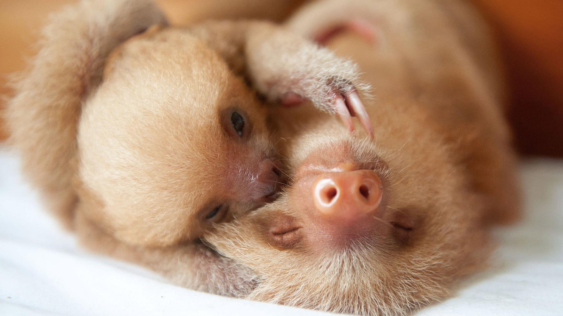 Still from Nature’s Miracle Orphans: Wild Lessons