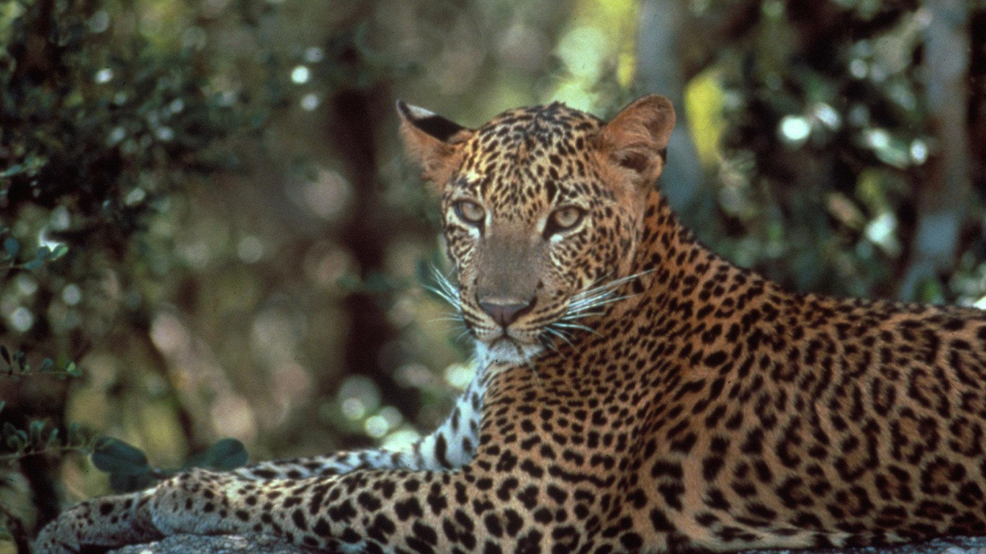 Still from Leopards of Yala