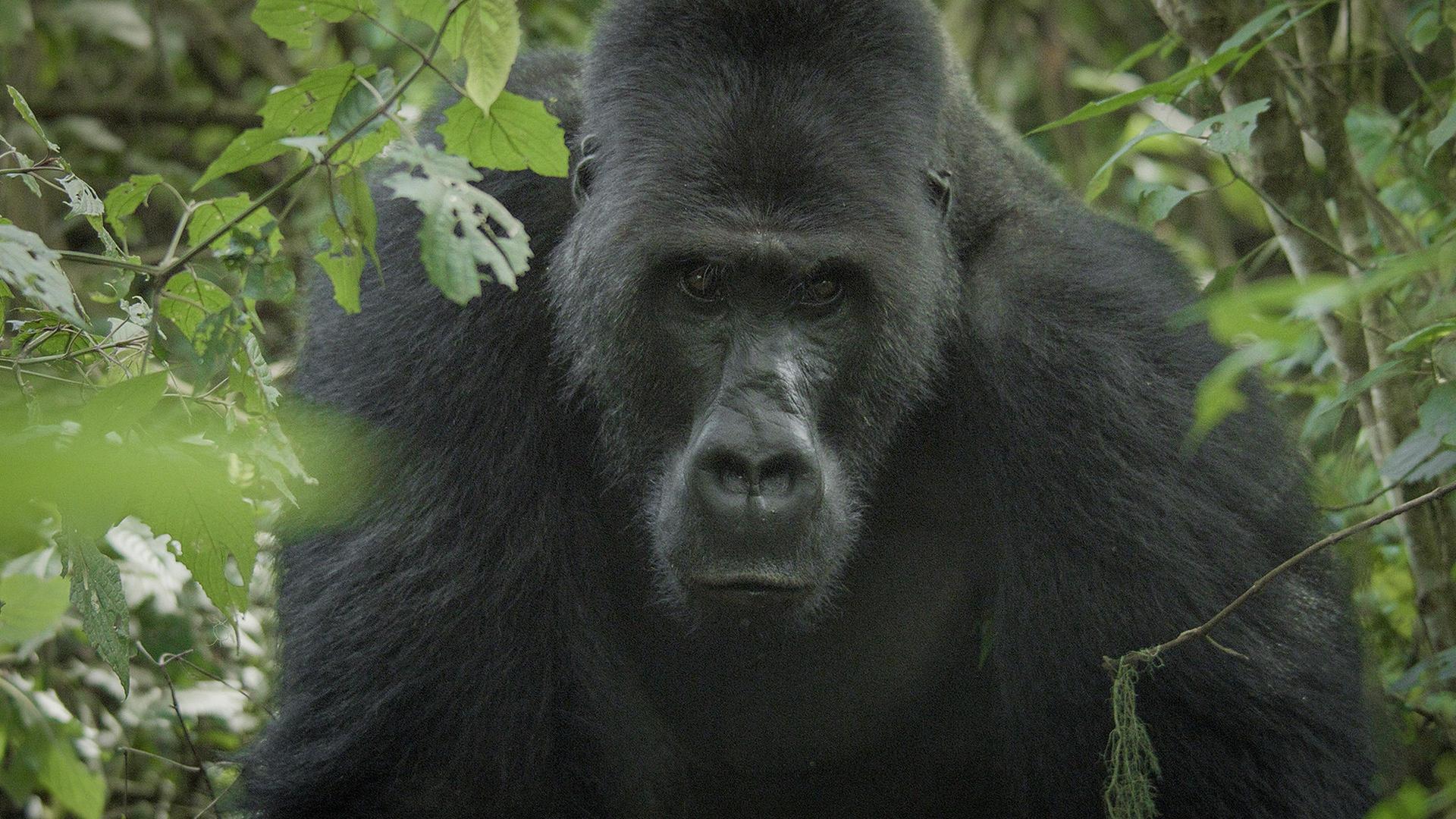 Still from Silverback