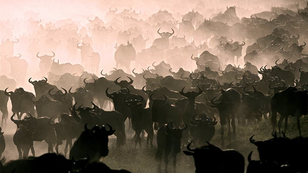 Still from The Great Migration