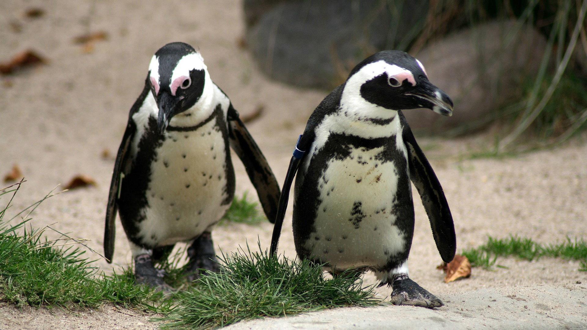 Still from The World of Penguins