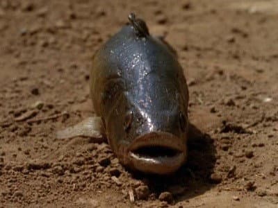 Still from Lungfish