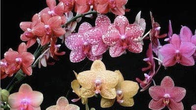 Still from The Orchid Hunter
