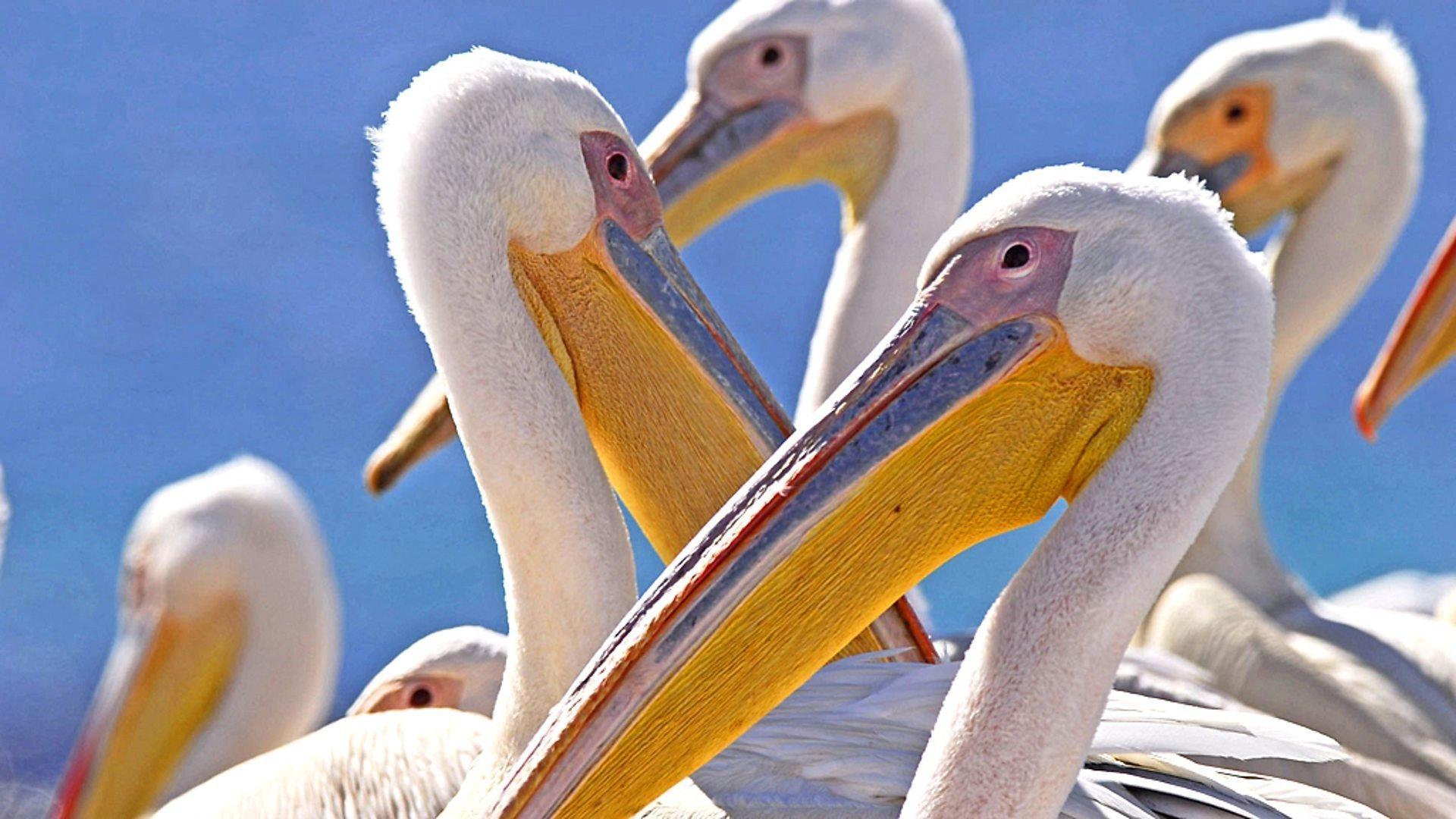 Still from Birds