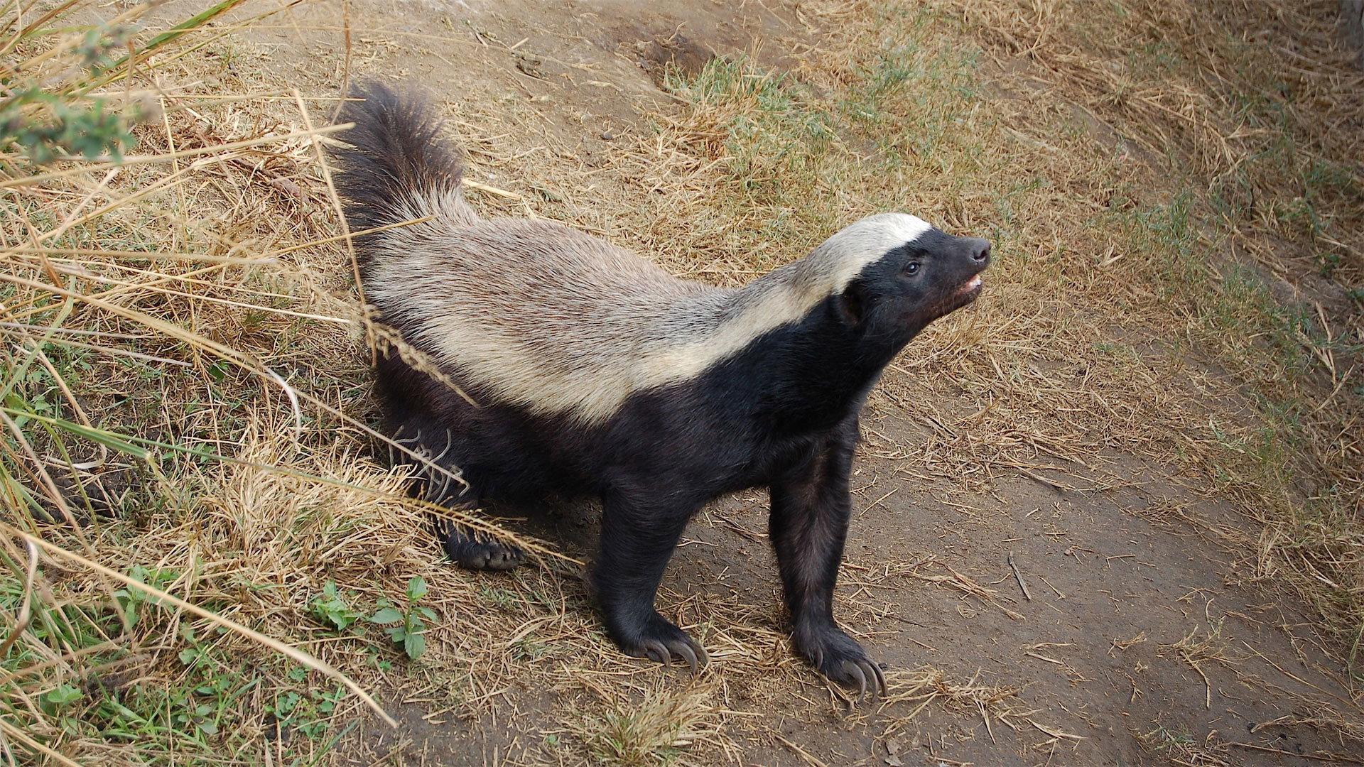 Still from Honey Badgers: Masters of Mayhem