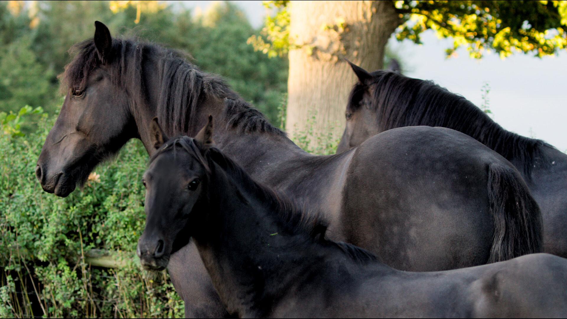 Still from Foal O'Clock