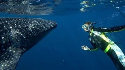 Still from Whale Shark