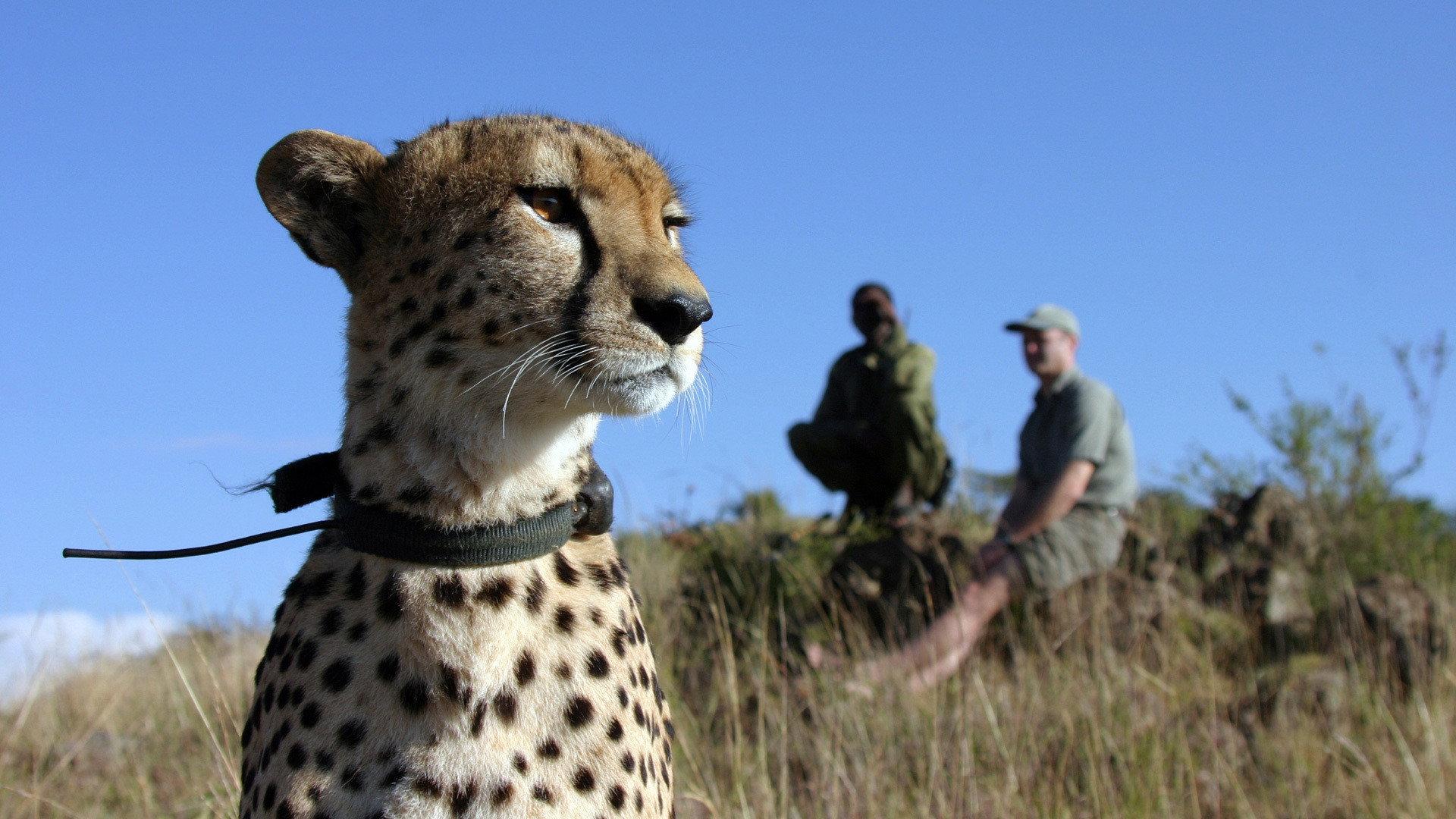 Still from The Cheetah Orphans