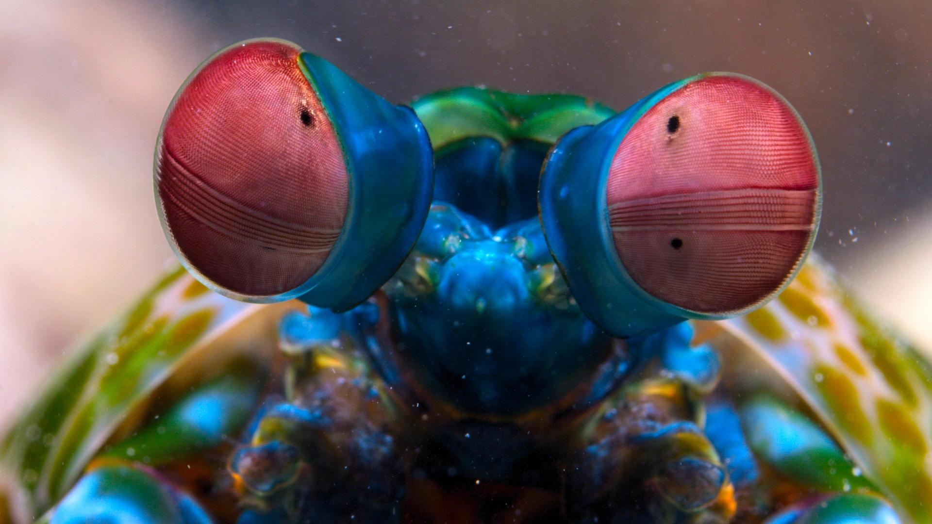 Still from Reef