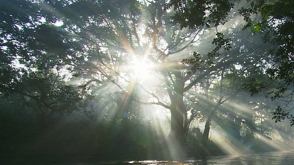 Still from The Queen of Trees