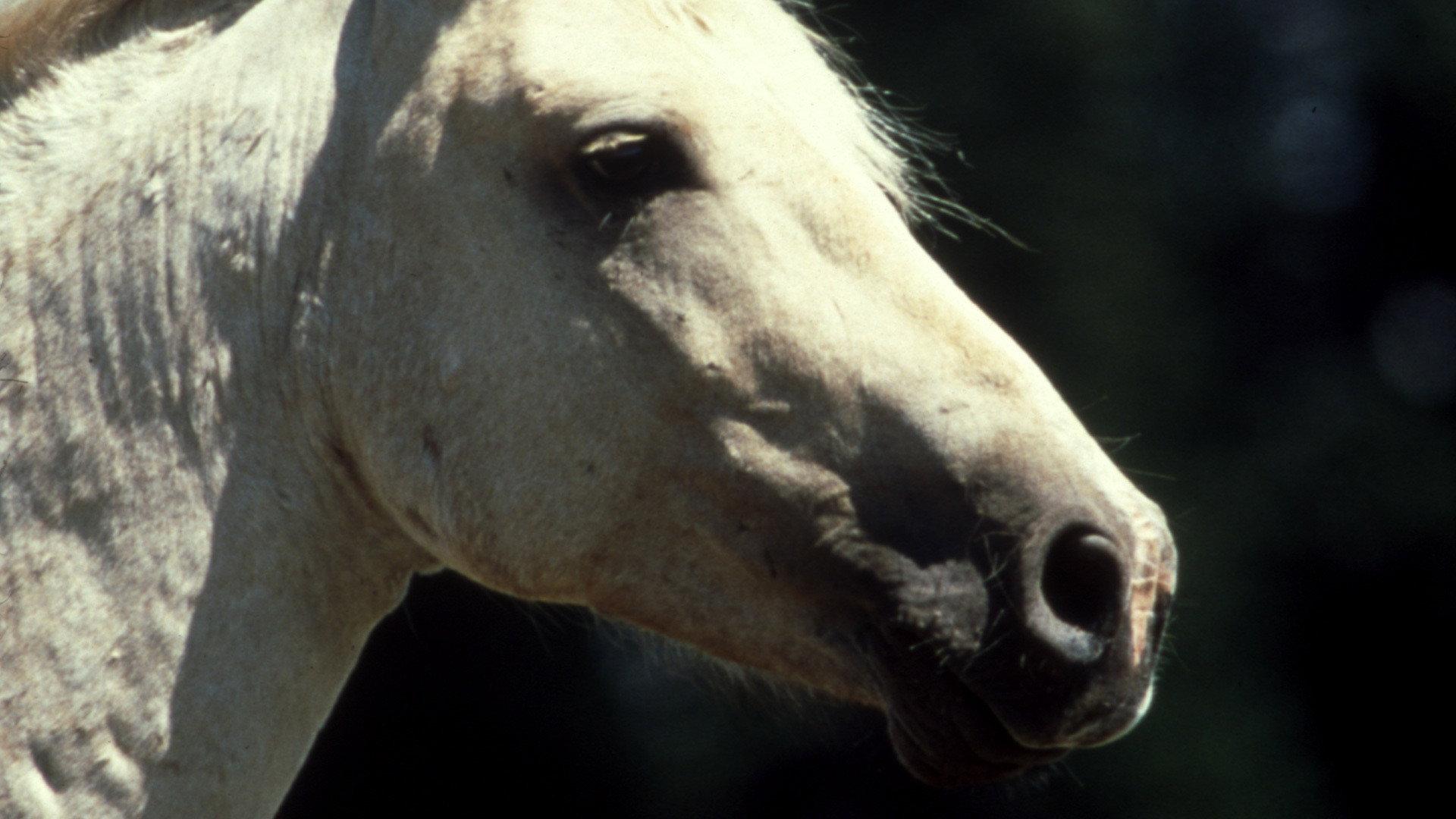 Still from Cloud: Wild Stallion of the Rockies