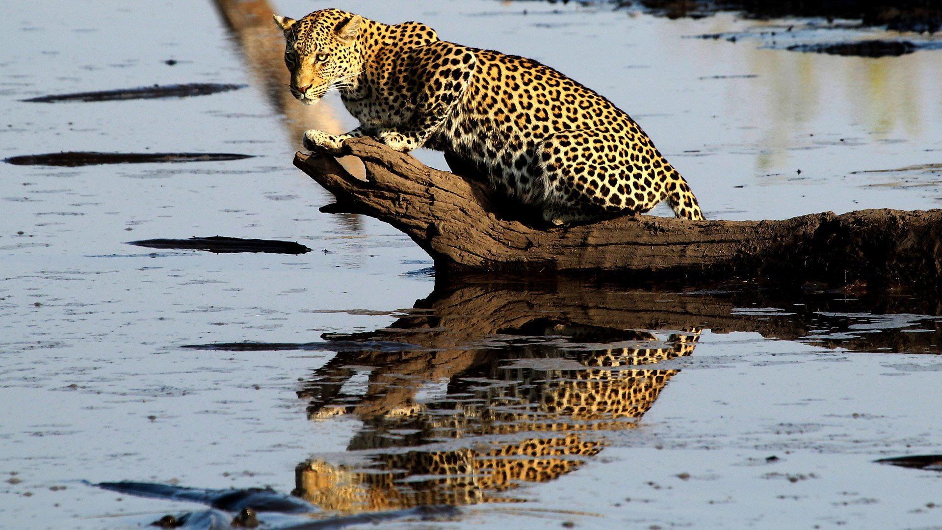 Still from Africa's Fishing Leopards