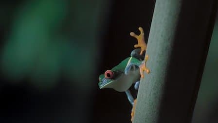 Still from Jungle Nights