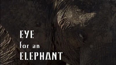 Still from Eye for an Elephant