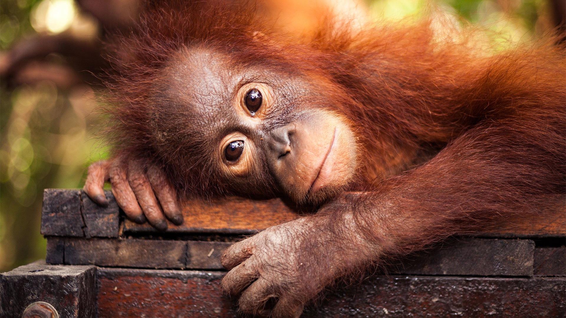 Still from Red Ape: Saving the Orangutan