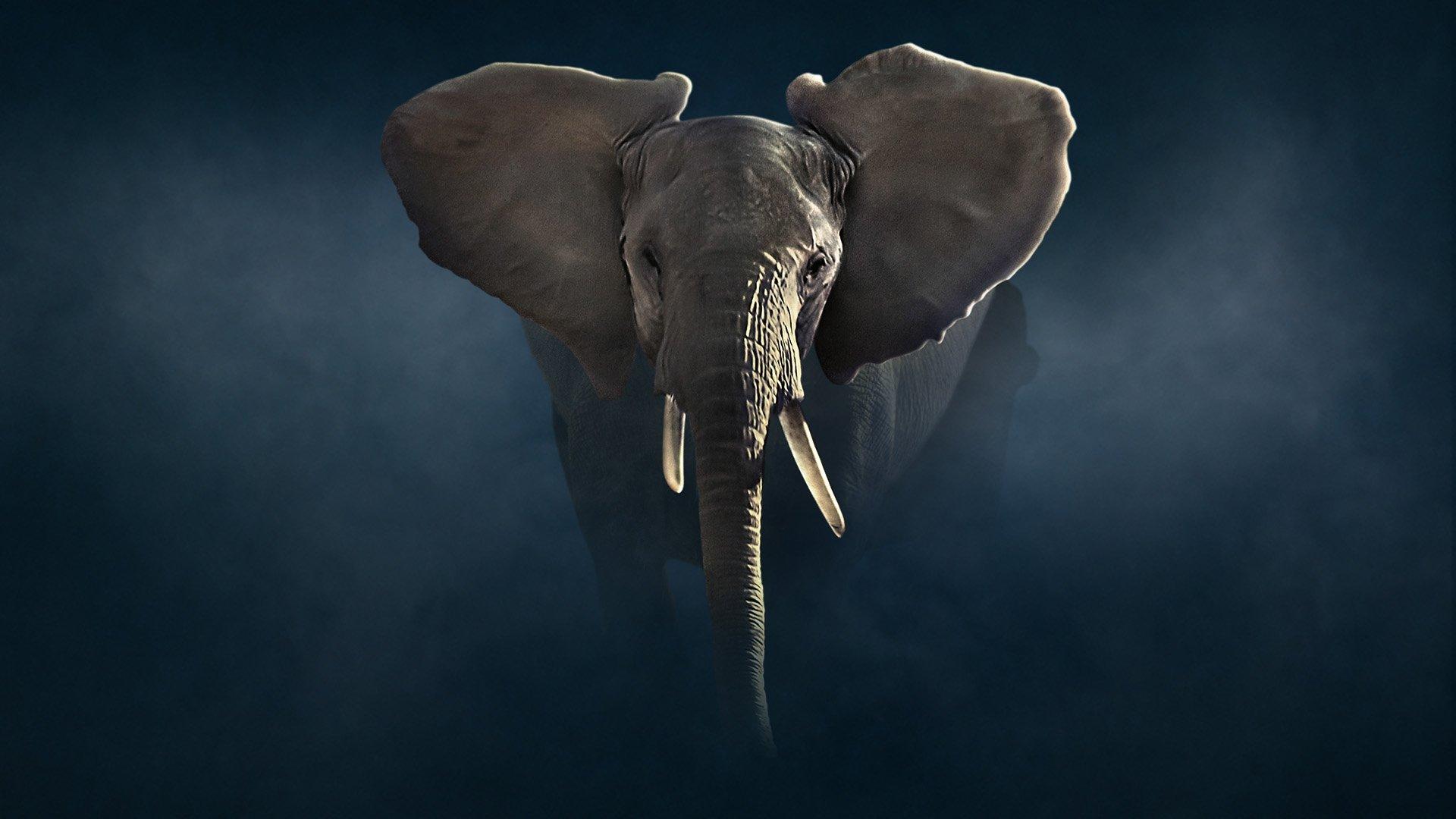 Still from Elephant