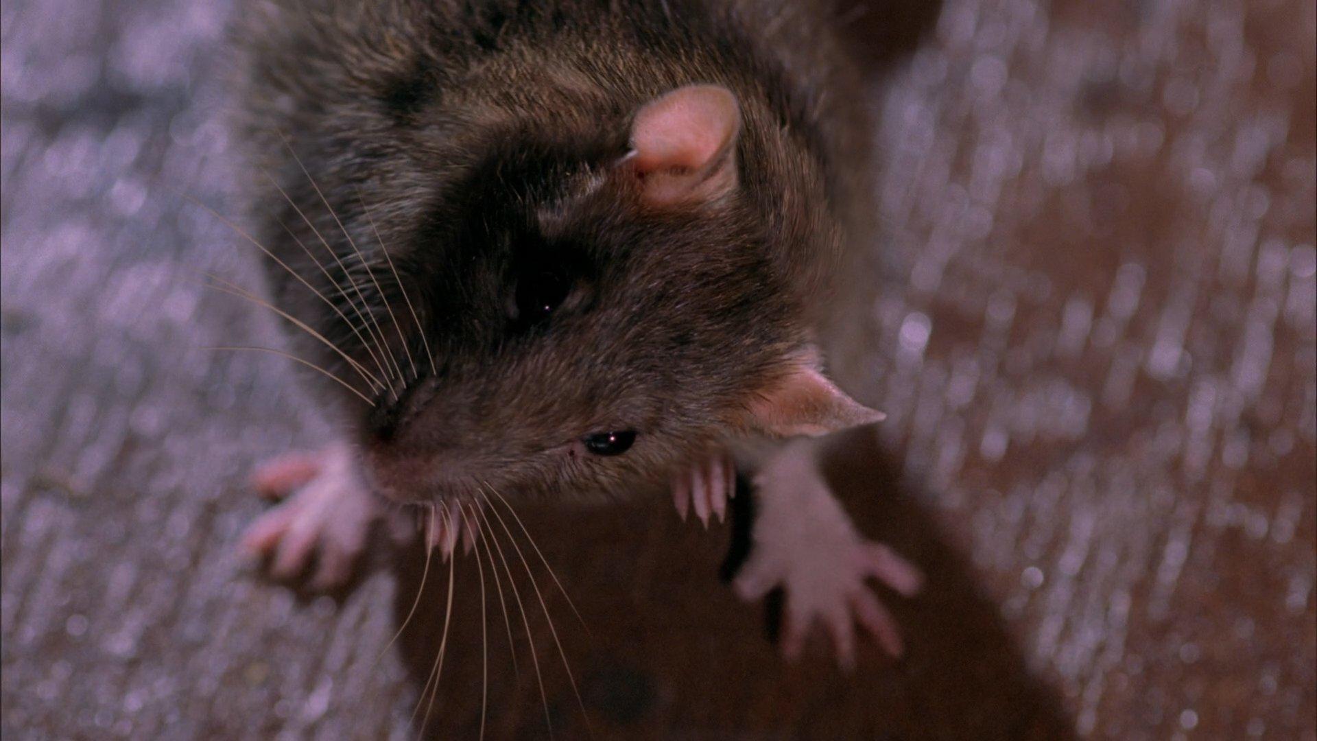Still from Hunting