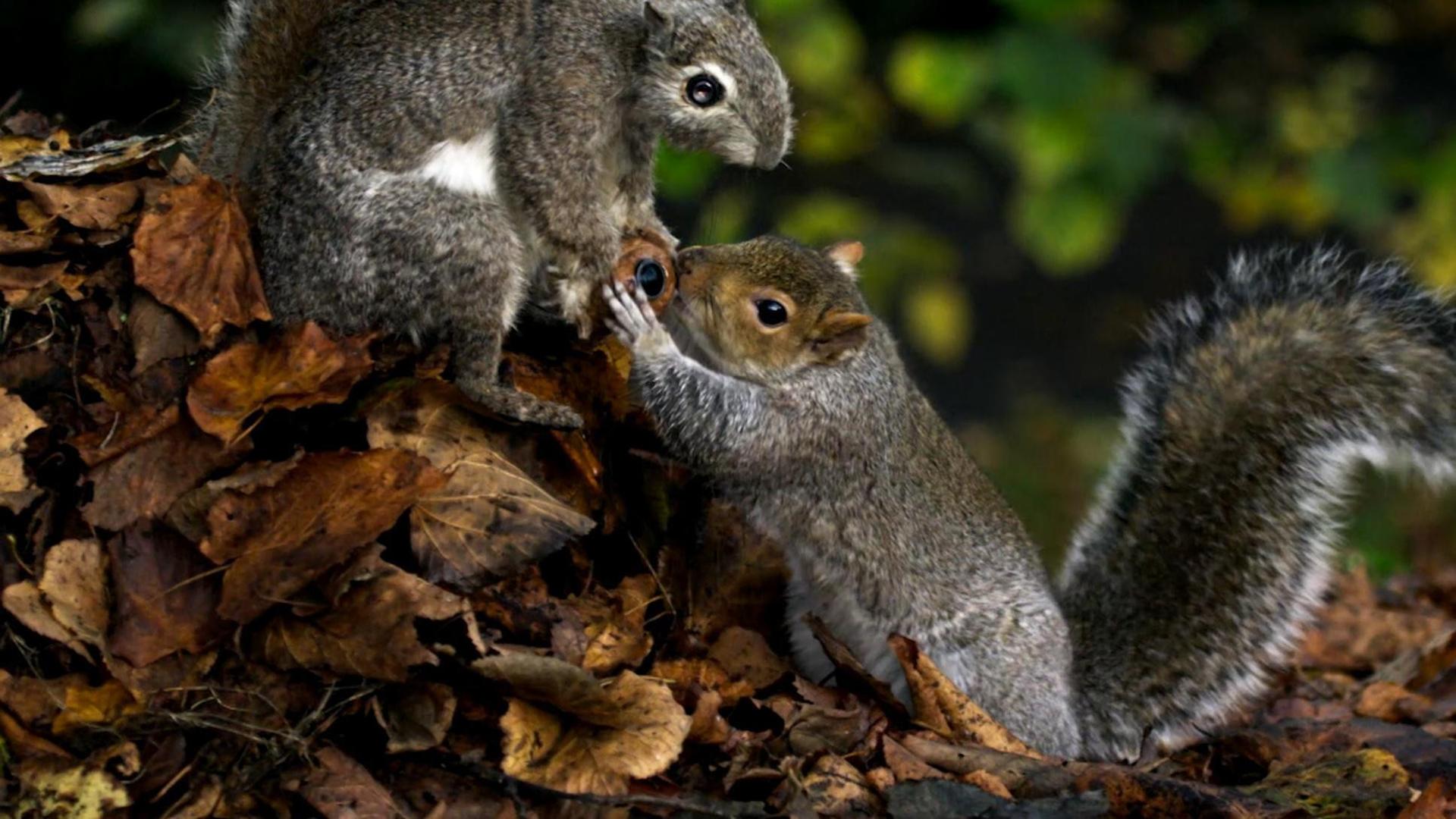 Still from Spy in the Wild: Intelligence