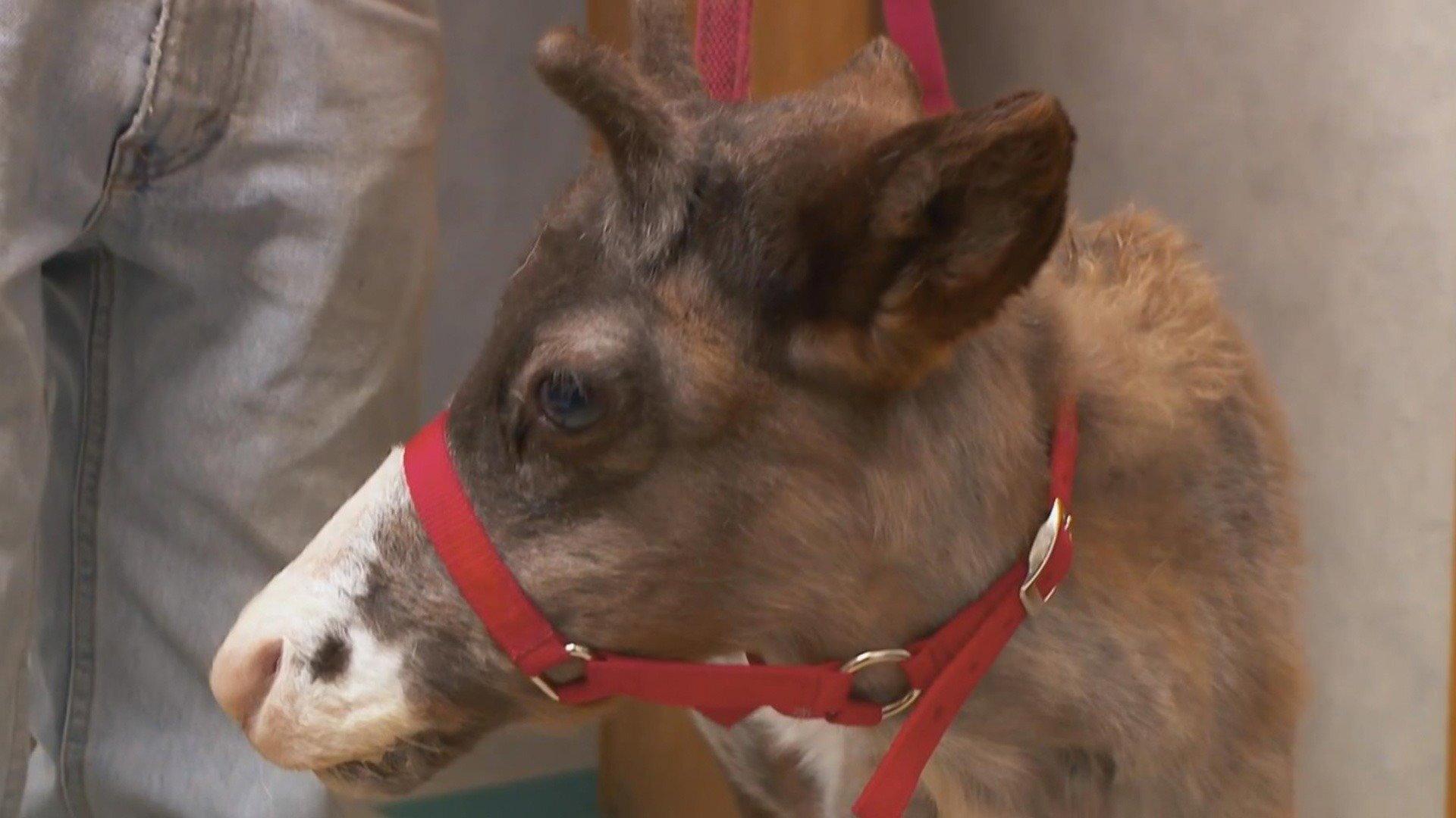 Still from Doc Got Run Over by a Reindeer