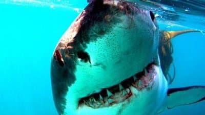 Still from Great White Shark: A Living Legend