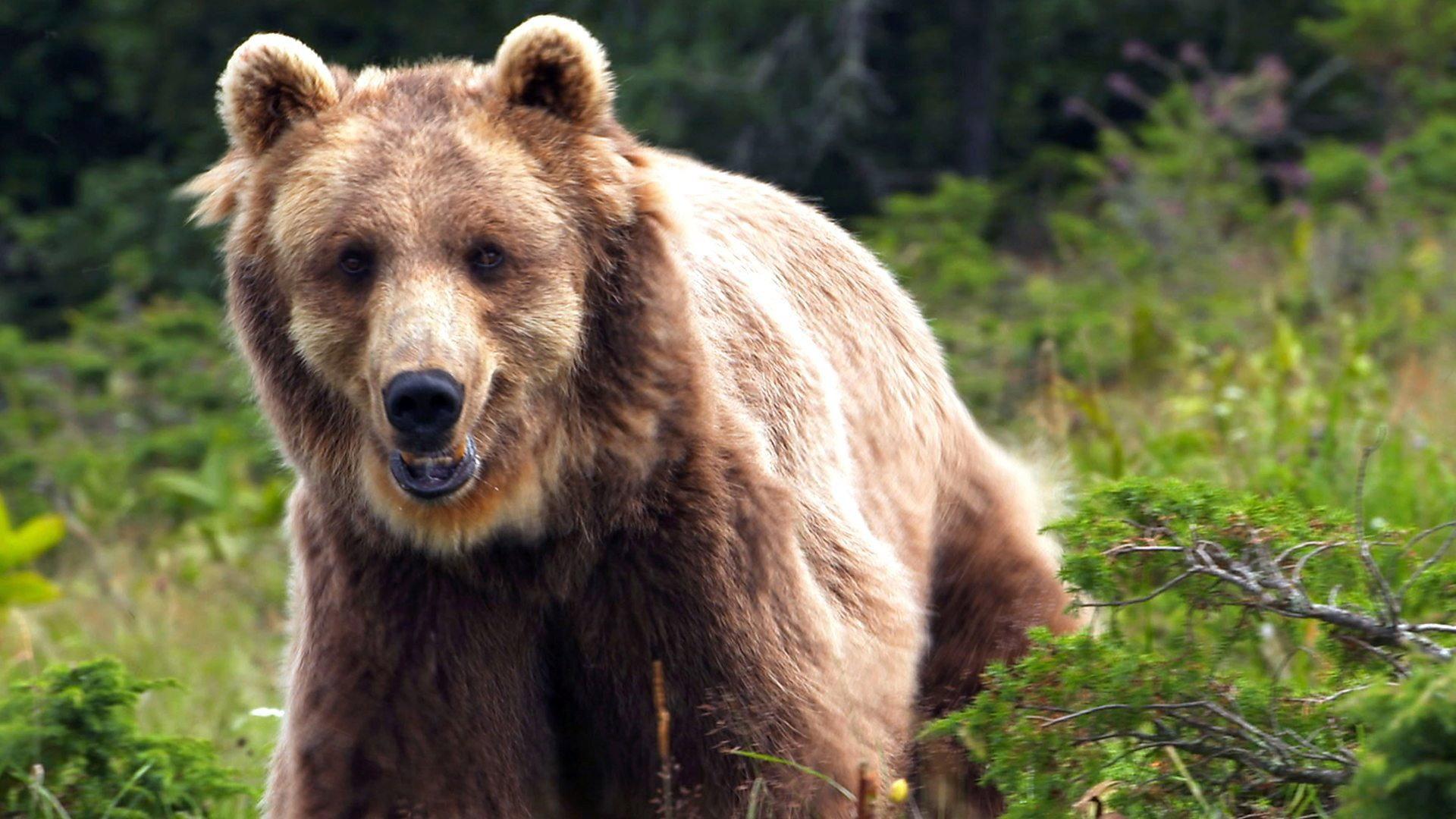 Still from France: The Wild Side