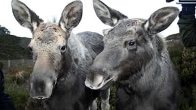 Still from Moose In The Glen