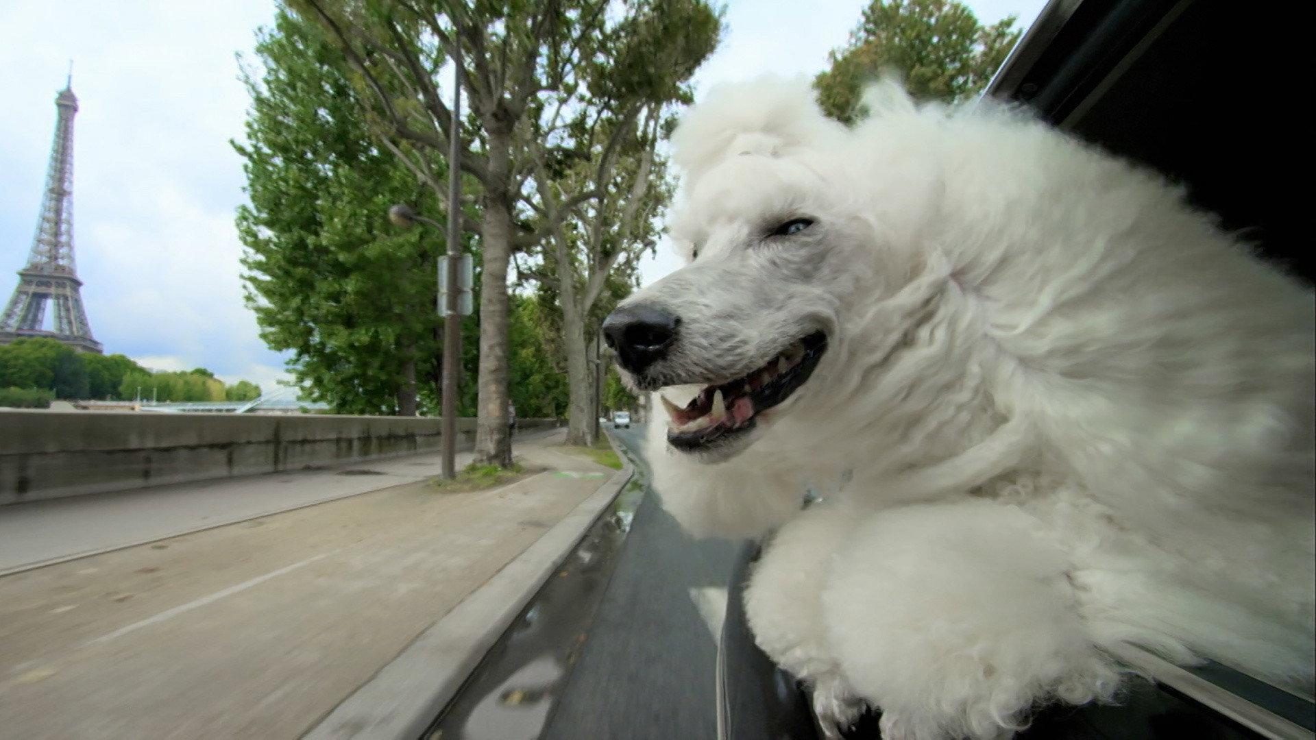 Still from Pets: Wild At Heart: Secretive Creatures