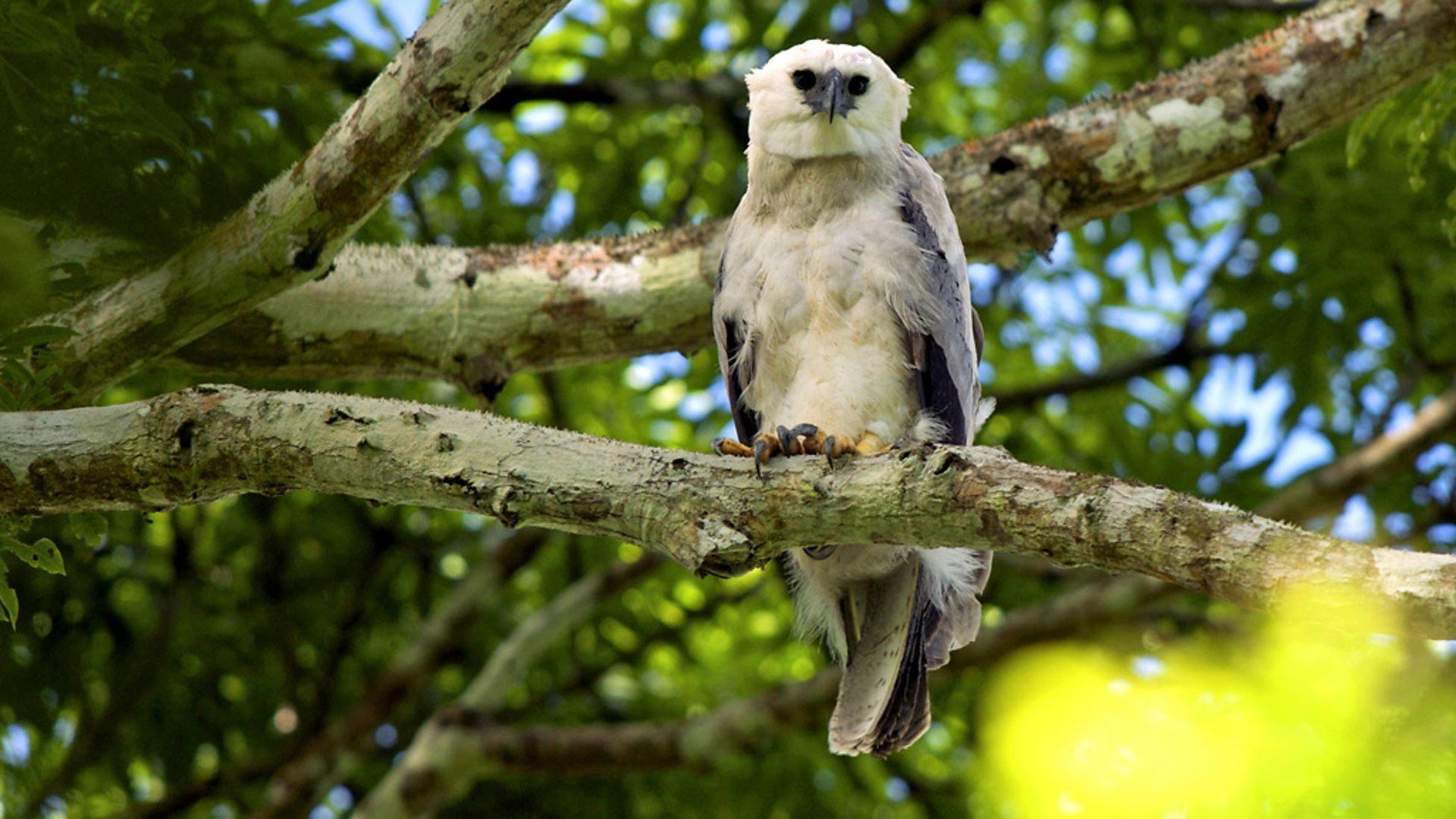 Still from The Monkey-Eating Eagle of the Orinoco