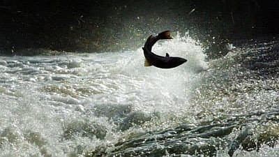 Still from Salmon: The Silver Tide