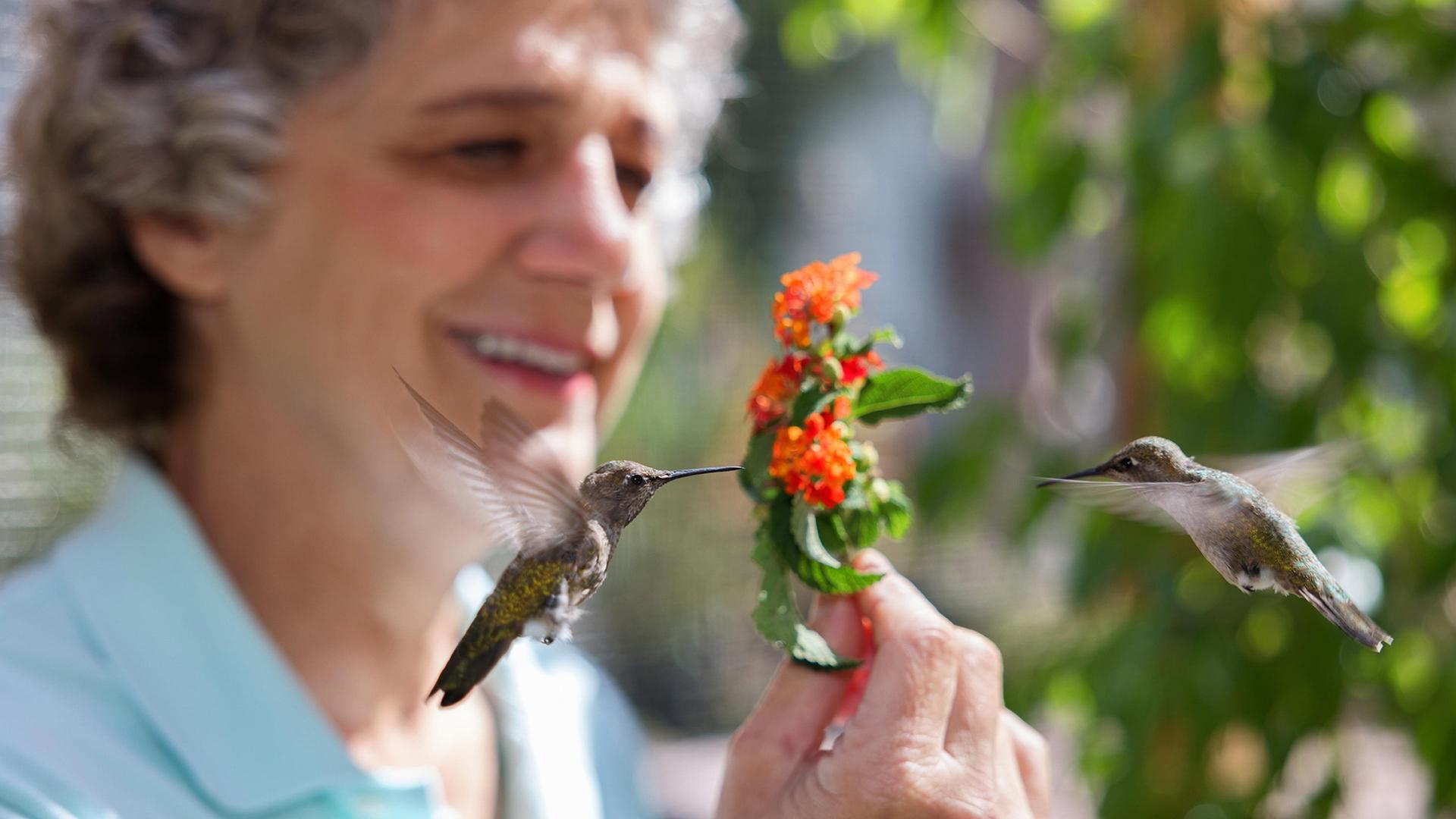 Still from Hummingbirds of Hollywood