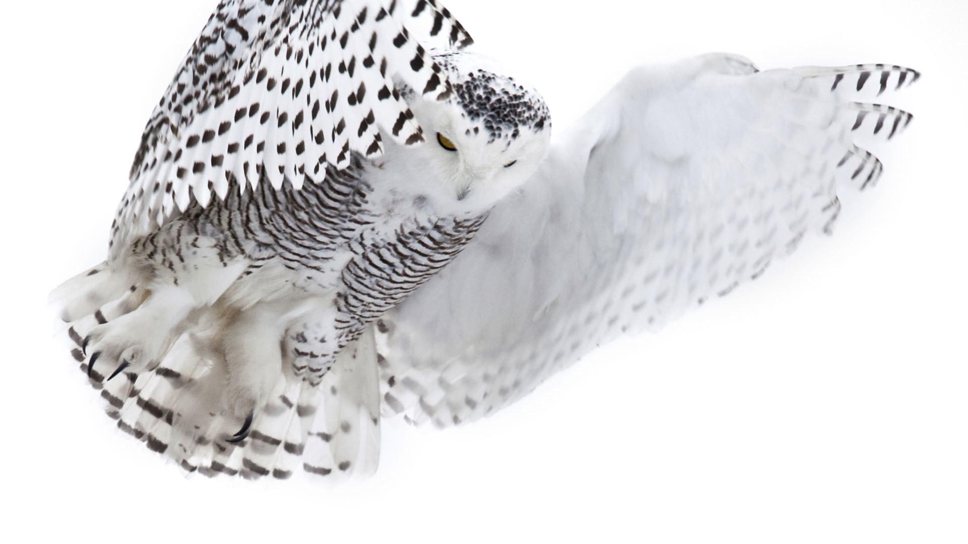 Still from Magic of the Snowy Owl