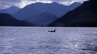 Still from A Killer Whale Called Luna