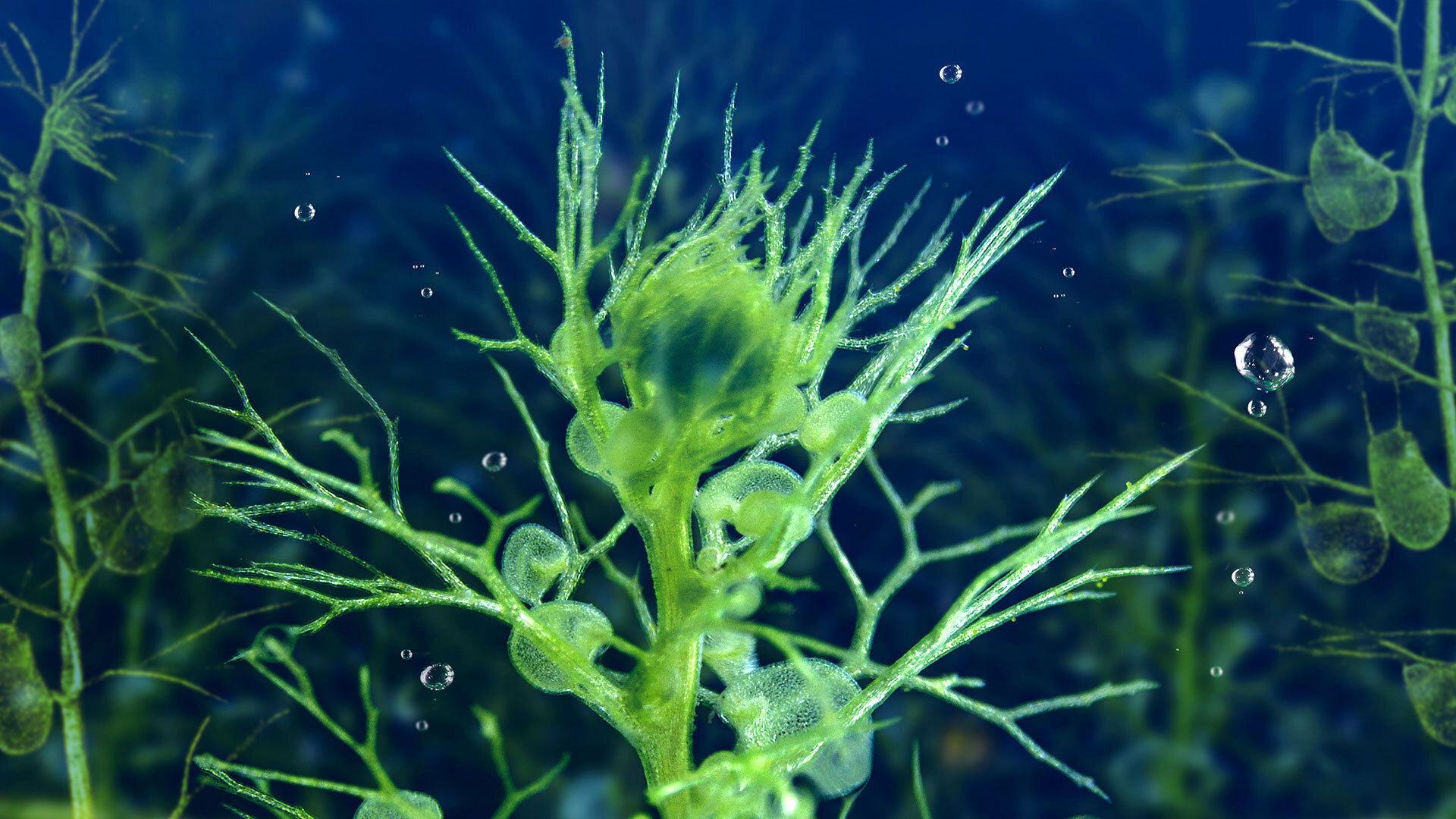 Still from Water Worlds