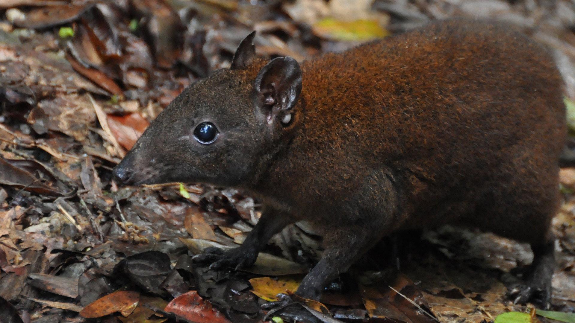 Still from Australia's First 4 Billion Years: Strange Creatures