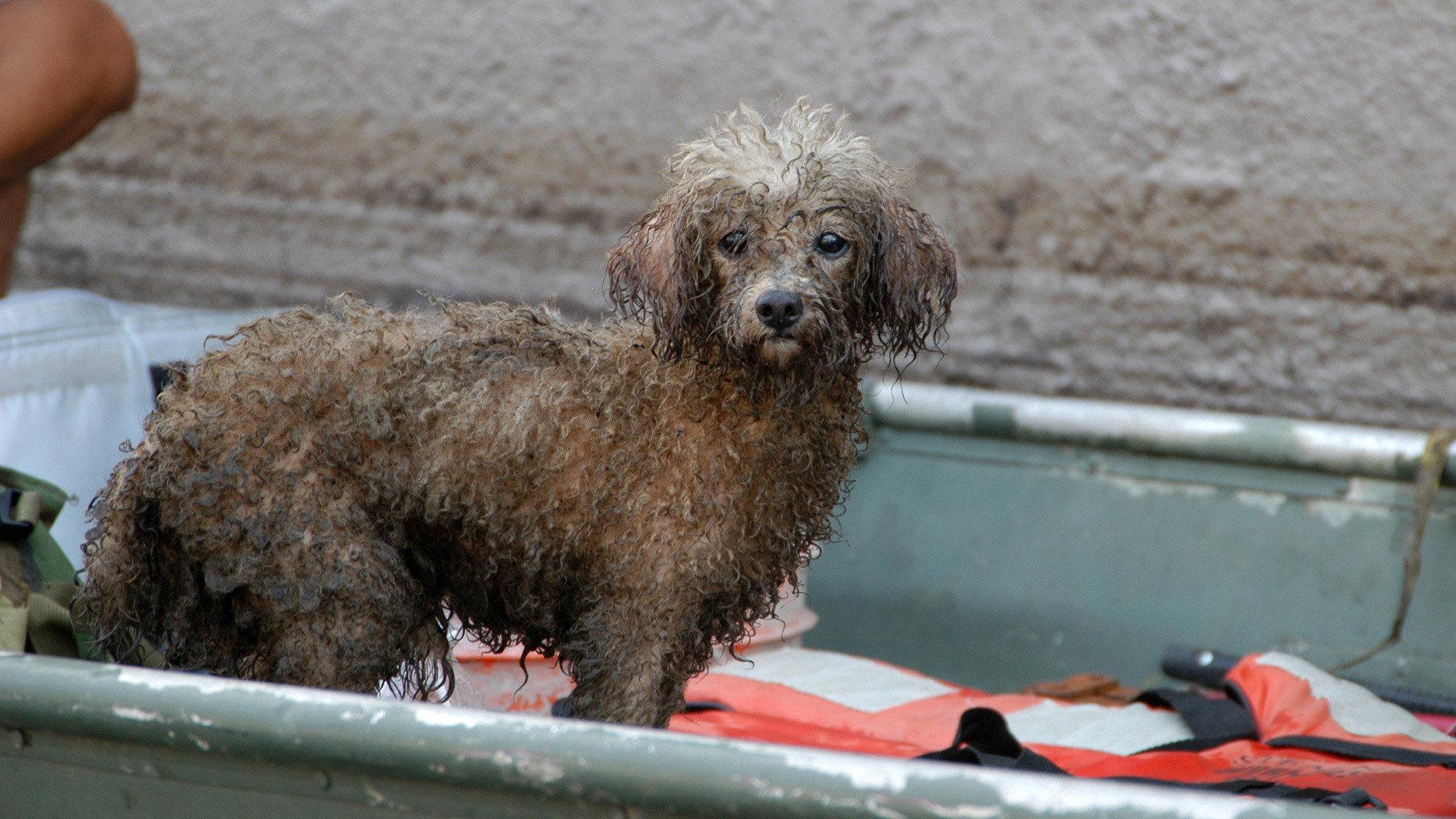 Still from Katrina's Animal Rescue